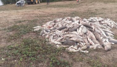 "Si c’est à cause du réchauffement climatique, c’est grave ! " : des centaines de poissons retrouvés morts dans un lac au sud de Toulouse