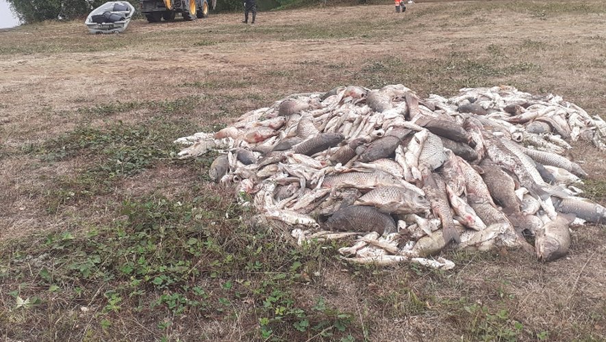 "Si c’est à cause du réchauffement climatique, c’est grave ! " : des centaines de poissons retrouvés morts dans un lac au sud de Toulouse