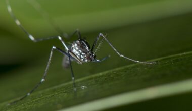 Chikungunya : l’Occitanie "entre dans l’âge d’or du moustique", pourquoi les prochaines semaines s’annoncent particulièrement à risque