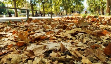 Pourquoi les feuilles tombent-elles des arbres en plein été à Montpellier et à Béziers ?