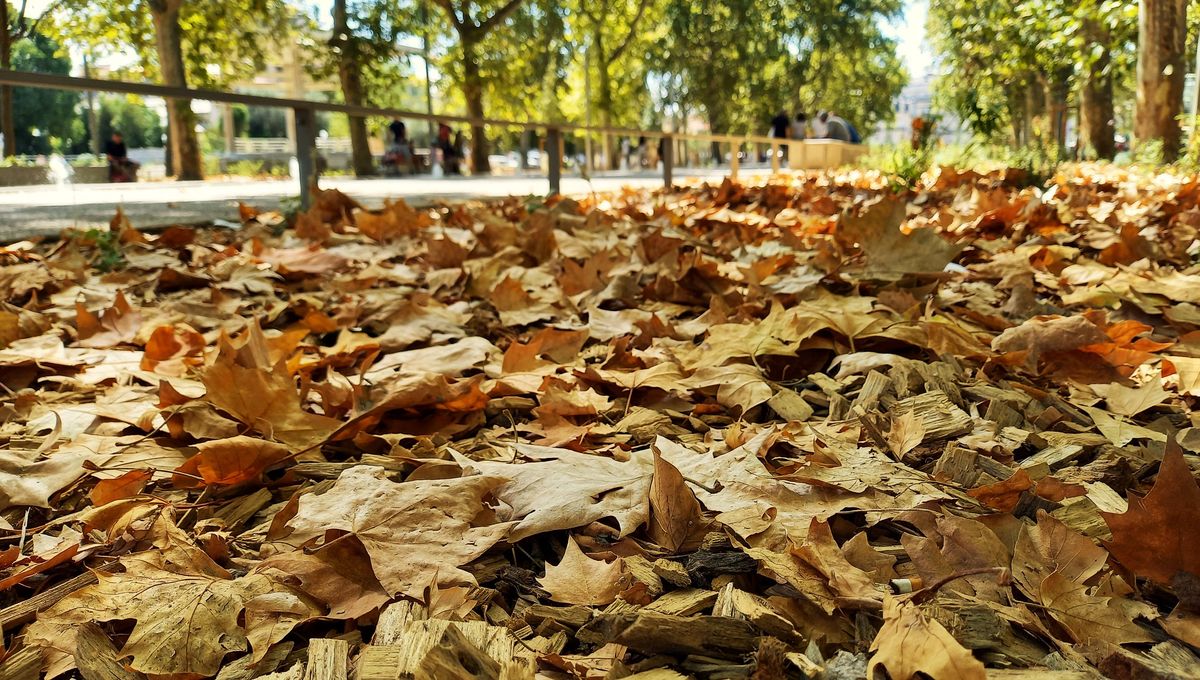 Pourquoi les feuilles tombent-elles des arbres en plein été à Montpellier et à Béziers ?