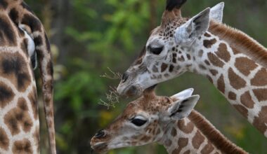 Les scientifiques ont tranché ce débat sur les girafes (avec une mauvaise nouvelle)