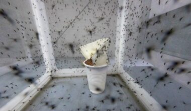 Chikungunya : comment échapper au moustique tigre ? "De plus en plus d’outils sont à la disposition des particuliers"
