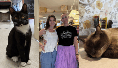 on a visité une librairie avec des chats trop mignons