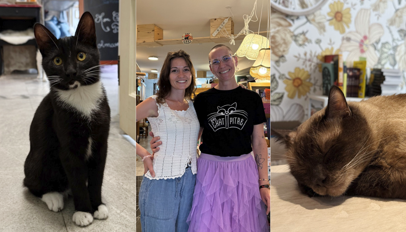 on a visité une librairie avec des chats trop mignons