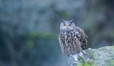 Les photos naturalistes de Patrice Geniez, une ode à la beauté naturelle