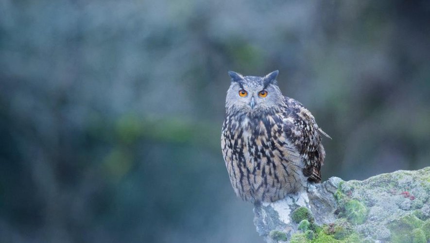 Les photos naturalistes de Patrice Geniez, une ode à la beauté naturelle