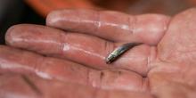 Face au moustique tigre, un jardinier béarnais innovant distribue un poisson dévoreur de larves