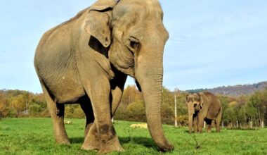 dans le Limousin, un établissement spécialisé pour les éléphants de cirque à la retraite
