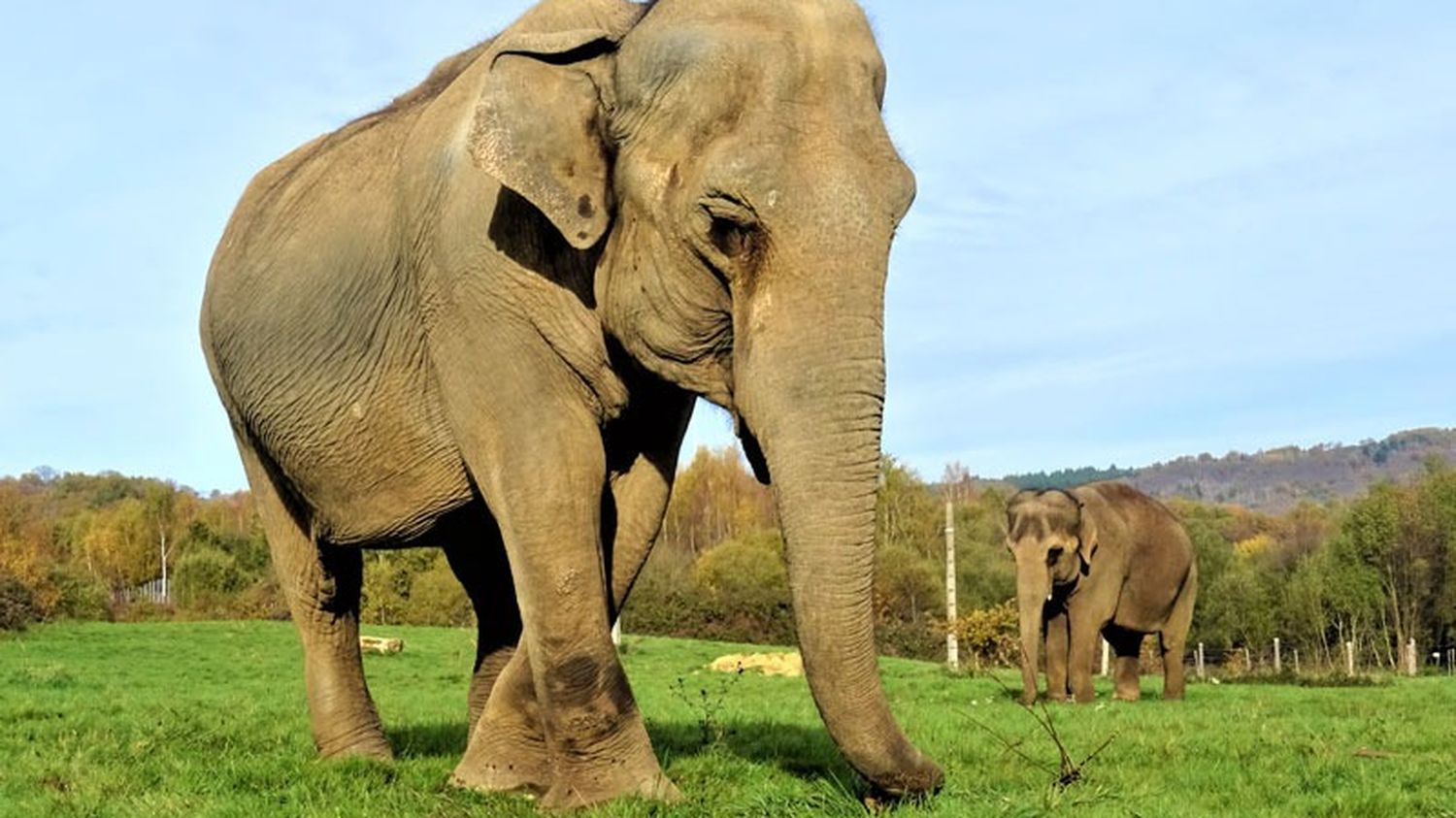 dans le Limousin, un établissement spécialisé pour les éléphants de cirque à la retraite