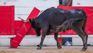 "C’est un miraculé" : grièvement blessé lors d’une course camarguaise, le portier des arènes de Mauguio est hors de danger