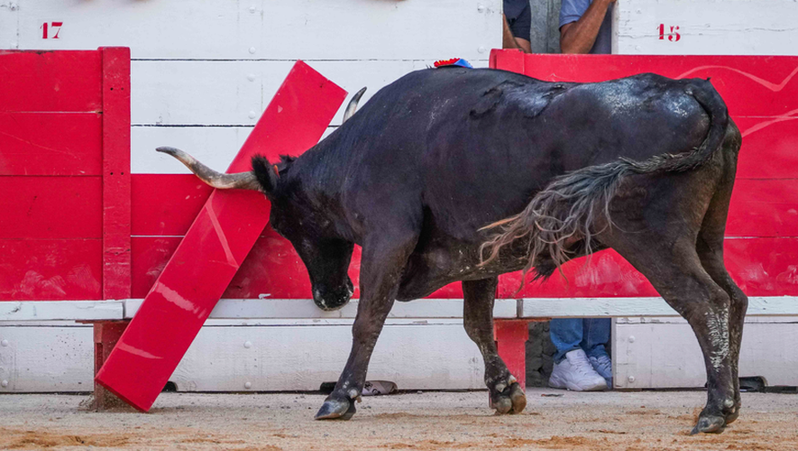 "C’est un miraculé" : grièvement blessé lors d’une course camarguaise, le portier des arènes de Mauguio est hors de danger