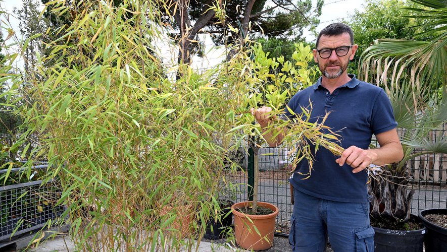 Canicule, pelouse jaunie, plantes assoiffées… Comment sauver son jardin après les vacances ? Les conseils d’un expert