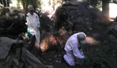 Un campeur attrape la peste en Californie: cinq choses à savoir sur ce fléau bien réel en 2025