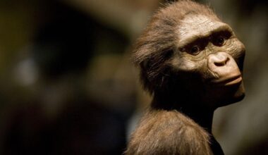 L’australopithèque Lucy est exposée en Europe pour la première fois