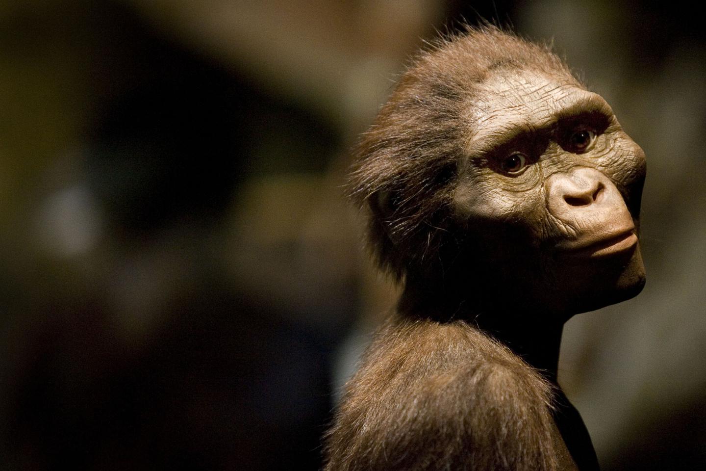 L’australopithèque Lucy est exposée en Europe pour la première fois