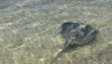 Une raie pastenague est "coincée" dans la piscine du Vallon-des-Auffes à Marseille