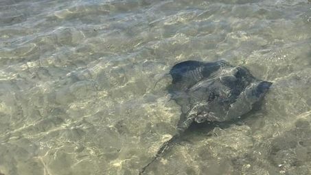 Une raie pastenague est "coincée" dans la piscine du Vallon-des-Auffes à Marseille