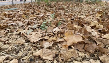 "C’est déjà l’automne !" : pourquoi les feuilles des arbres tombent-elles si tôt à Montpellier