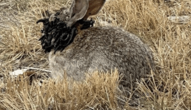 "Lapins zombies", tentacules… c’est quoi ce virus qui fait pousser des "cornes" noires aux animaux ?