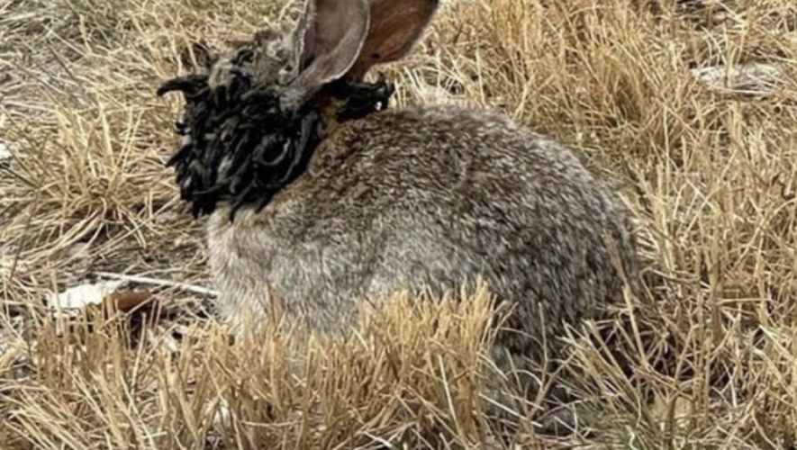 "Lapins zombies", tentacules… c’est quoi ce virus qui fait pousser des "cornes" noires aux animaux ?