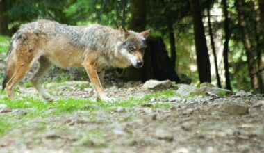 En Savoie, une attaque de loup sur un agneau filmée par des randonneurs
