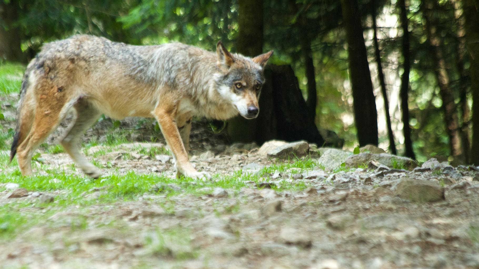 En Savoie, une attaque de loup sur un agneau filmée par des randonneurs