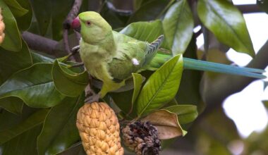 Des milliers d’oiseaux verts dans le ciel de Montpellier : comment la perruche à colliers s’impose de plus en plus dans nos centres-villes ?
