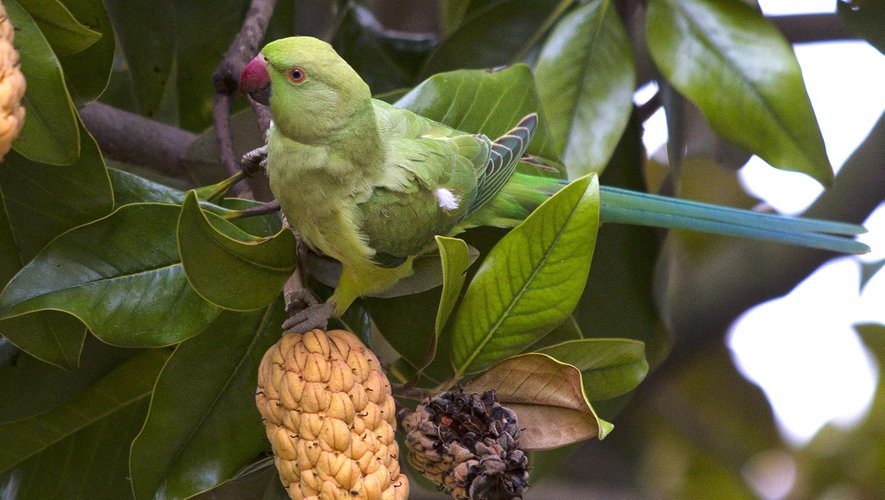 Des milliers d’oiseaux verts dans le ciel de Montpellier : comment la perruche à colliers s’impose de plus en plus dans nos centres-villes ?