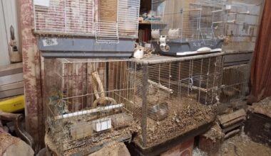 🇫🇷 Nice. 147 oiseaux saisis dans deux « appartements de l’horreur » – Police & Réalités