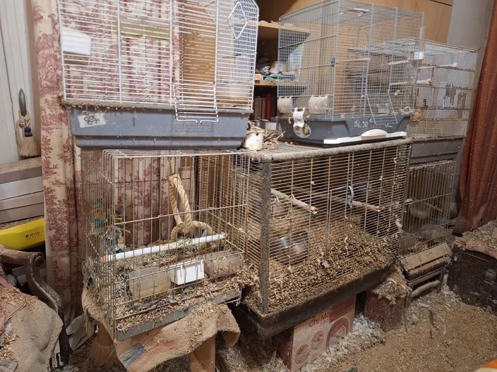 🇫🇷 Nice. 147 oiseaux saisis dans deux « appartements de l’horreur » – Police & Réalités