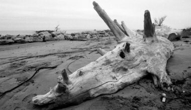 Sur la plage camarguaise du Grand Radeau, le photographe Gil Lorfèvre capture l’éphémère