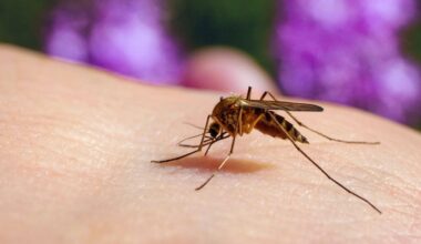 Un cas d’infection équine au virus West Nile confirmé dans le Gard