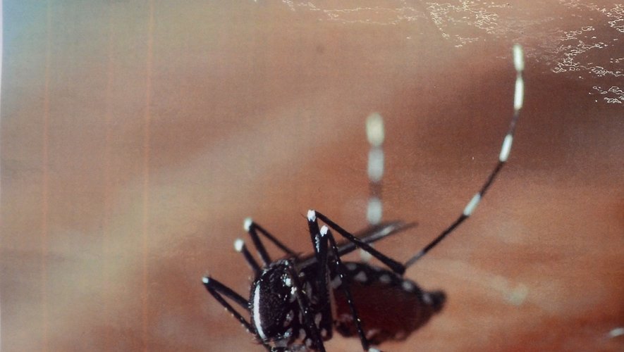 Moustique tigre : Un cas de Dengue identifié près de Perpignan, 219 cas de Dengue, Chikungunya et Zika en Occitanie