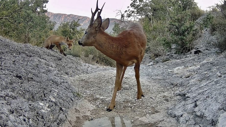 Une scène insolite : le chevreuil boit, le renard attend son tour.