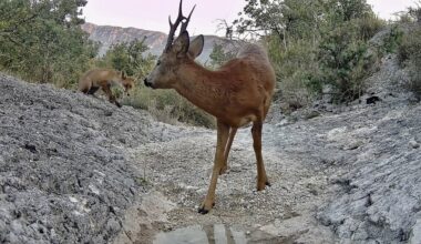 Sa vidéo est magique : il remplit une mare et filme les animaux du pic Saint-Loup, à côté de Montpellier