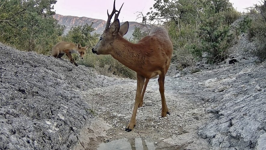 Sa vidéo est magique : il remplit une mare et filme les animaux du pic Saint-Loup, à côté de Montpellier