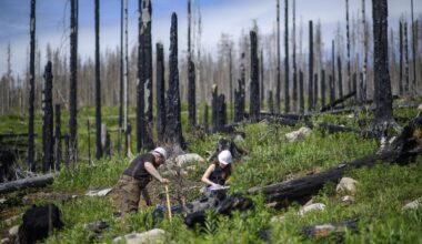 Les forêts allemandes ne captent plus de CO2, pire elles en émettent