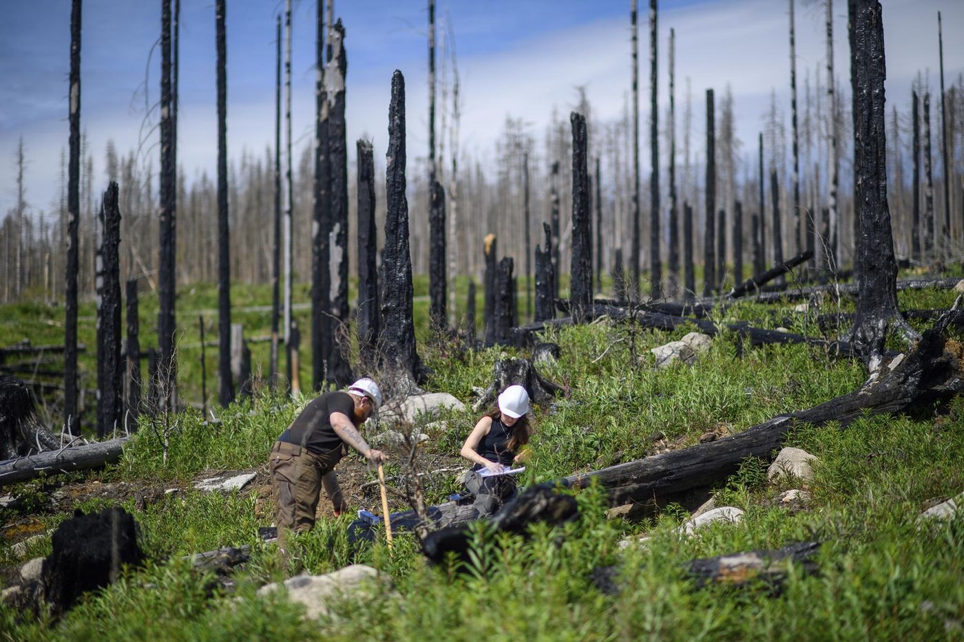 Les forêts allemandes ne captent plus de CO2, pire elles en émettent