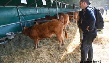 Le retour d'un comice agricole dimanche à Saint-Just-Malmont