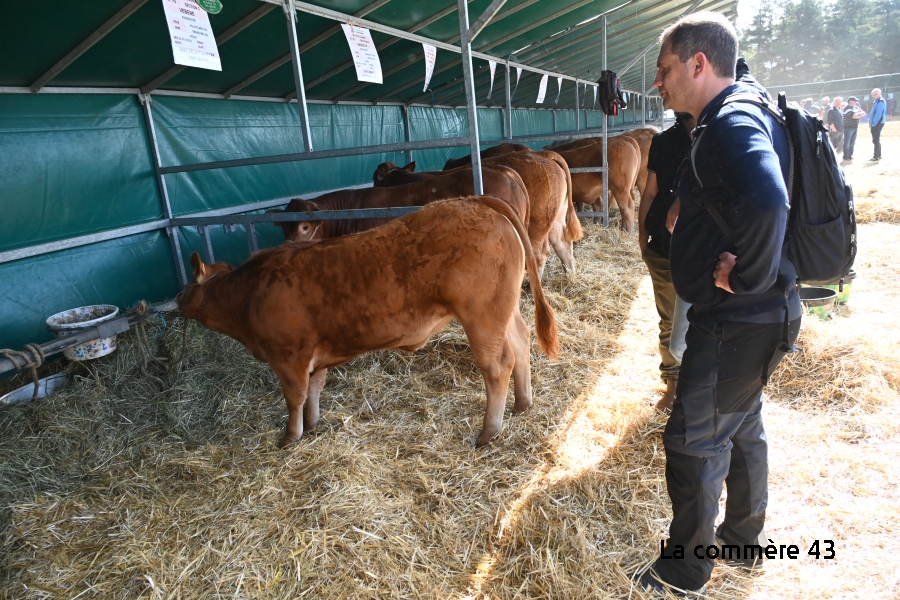 Le retour d'un comice agricole dimanche à Saint-Just-Malmont