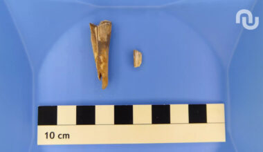 Incroyable découverte : cette dent de mouton vieille de 4 000 ans cache une bactérie mortelle