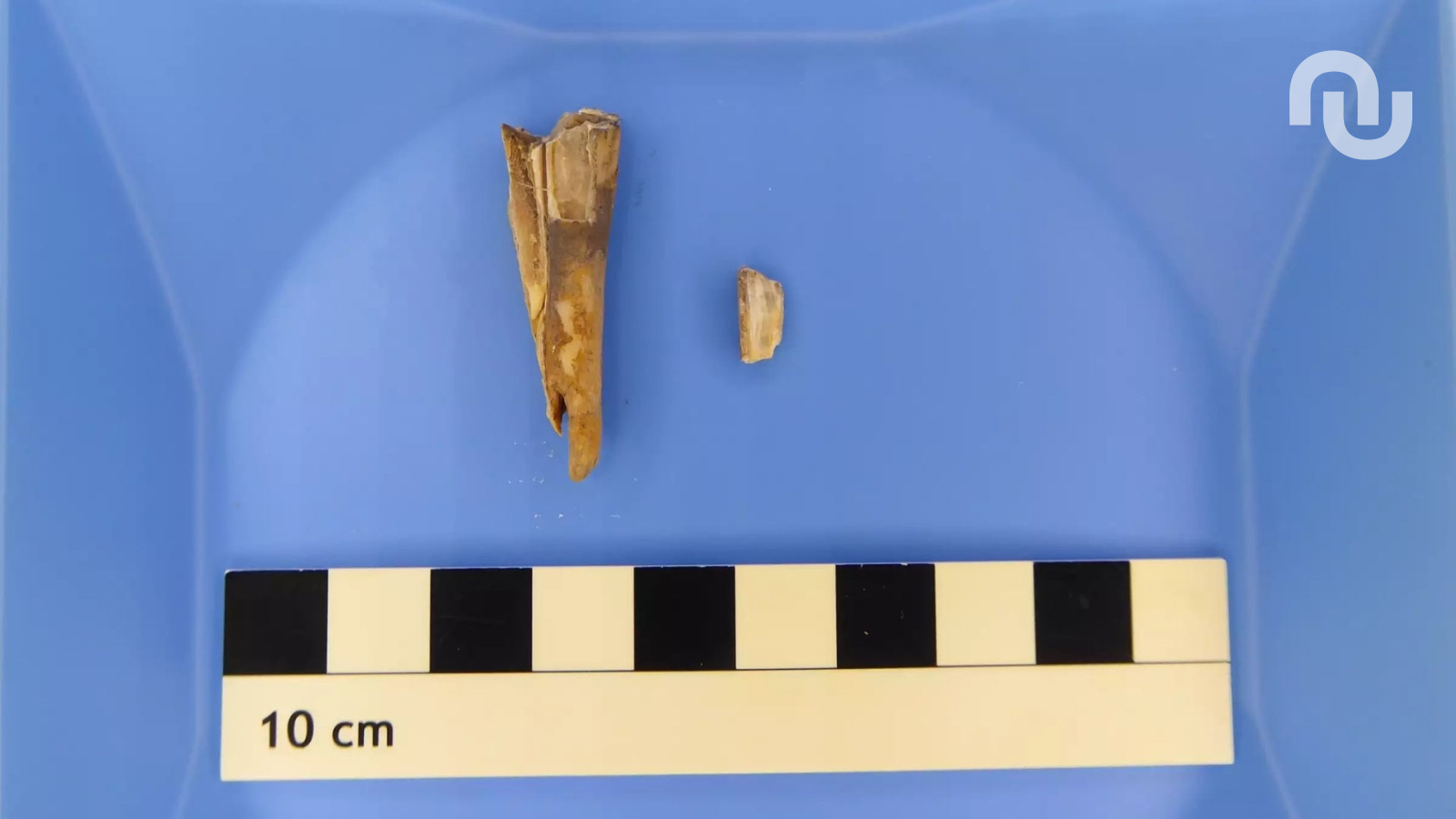 Incroyable découverte : cette dent de mouton vieille de 4 000 ans cache une bactérie mortelle