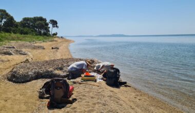 Les coléoptères à la plage : une étude estivale