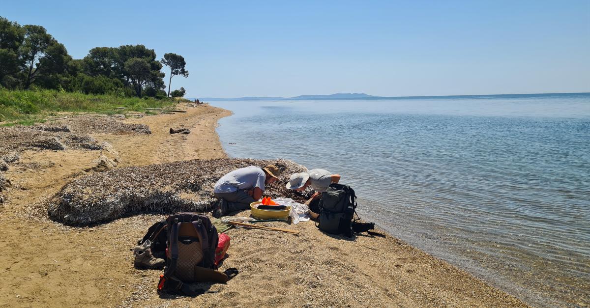 Les coléoptères à la plage : une étude estivale