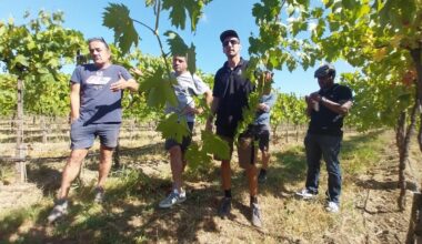 face à la crise, des vignerons tentés par la culture du raisin de table