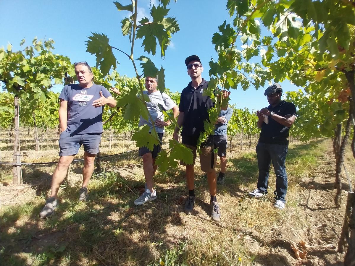 face à la crise, des vignerons tentés par la culture du raisin de table