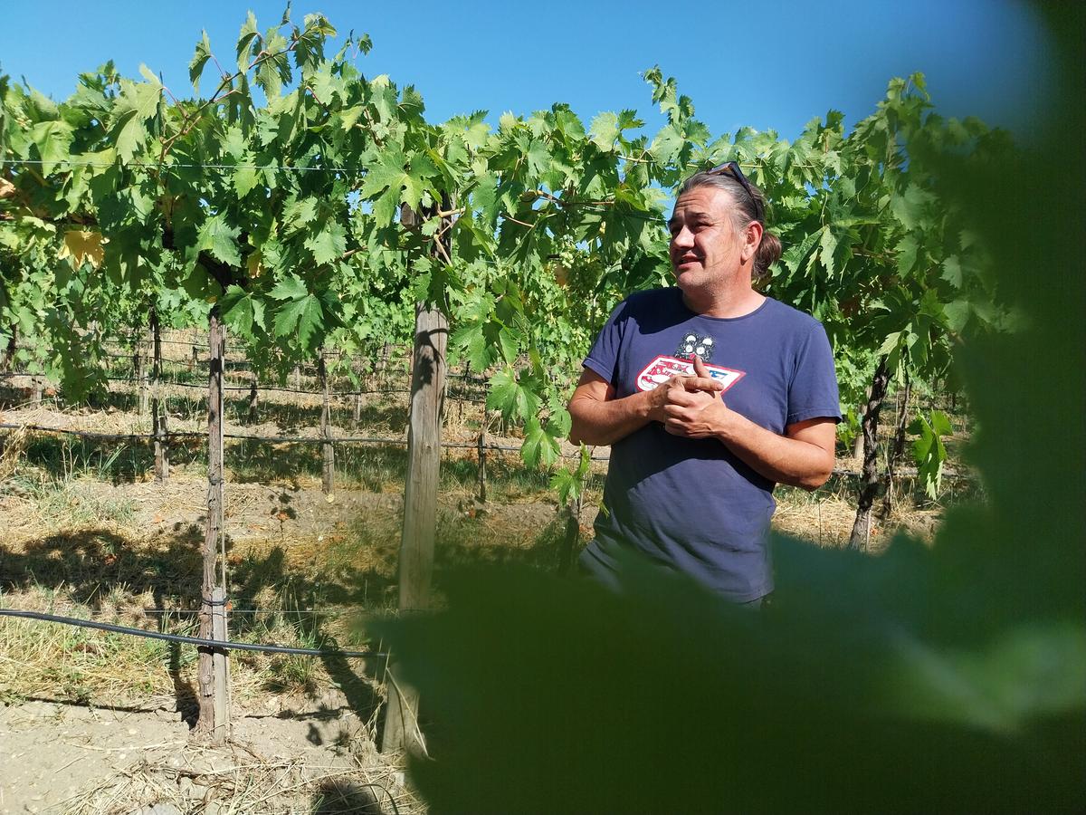 Olivier Berlan, installé à Bassens, a planté un demi-hectare de raisins de table sur sa propriété en 2019.