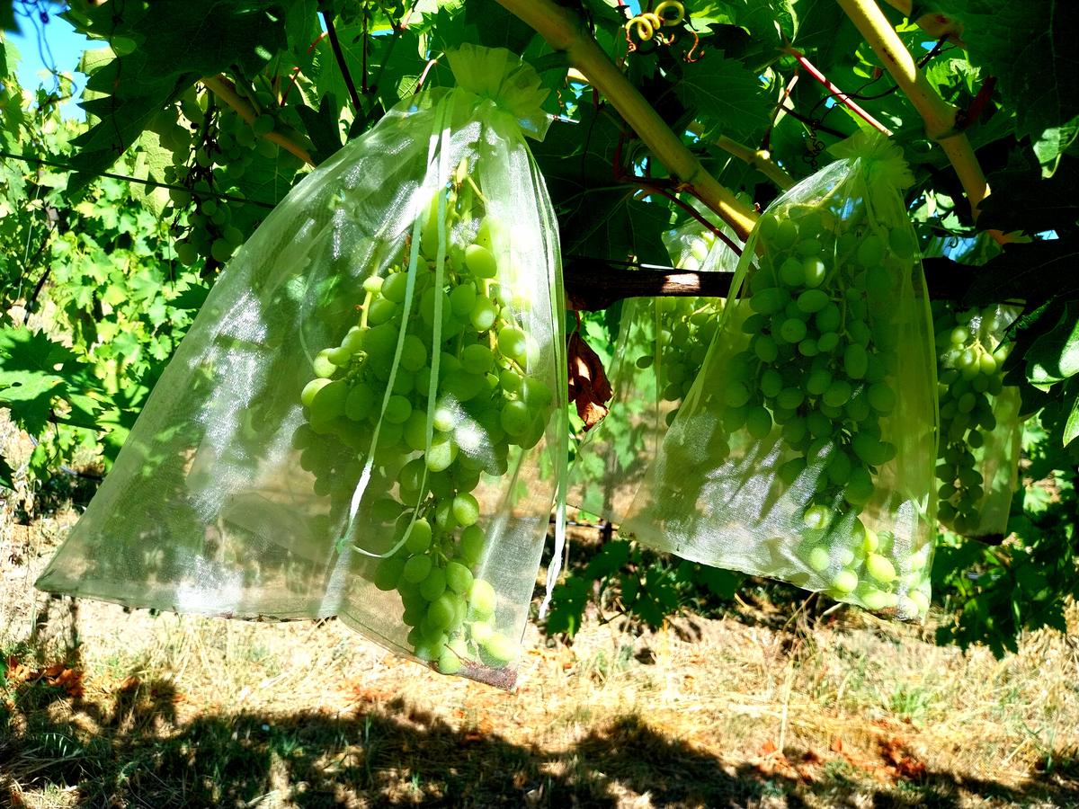 Du raisin de table, enveloppé dans une poche : le domaine du Moulerin expérimente des techniques pour protéger les grappes.