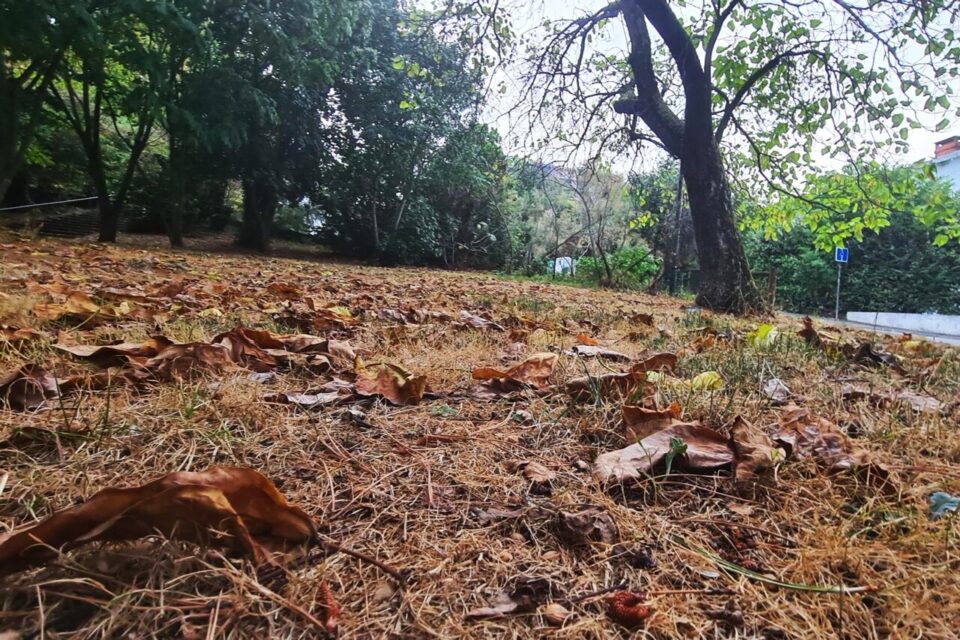 Des feuilles mortes comme à l'automne... en plein été. La canicule a laissé des traces dans les espaces verts de Toulouse.
